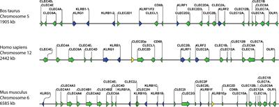 Characterisation of the bovine C-type lectin receptor Mincle and potential evidence for an endogenous ligand